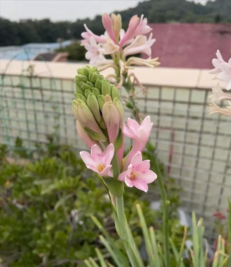 施肥修剪，别舍不得
