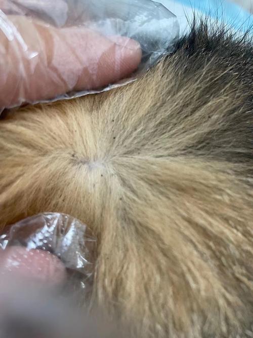 宠物毛发里跳蚤粪便黑点实拍