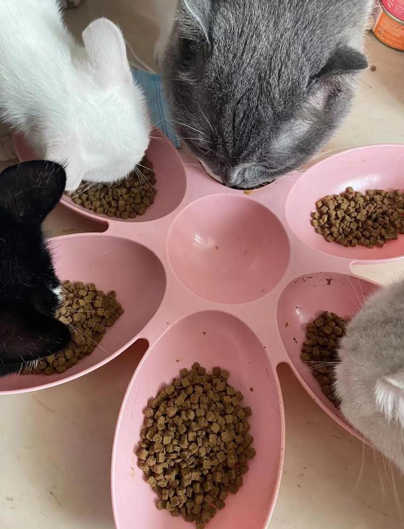 猫咪把猫粮扒出食盆场景照