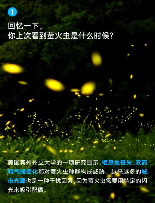 消失的萤火虫