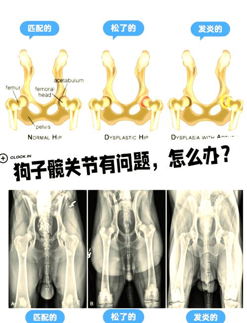 正常犬髋关节与患病犬髋关节X光对比图