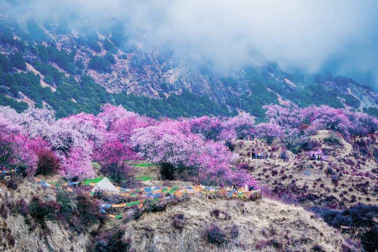 林芝野生古桃树与雪山