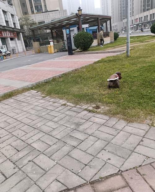 3月龄幼犬在小区草坪接触陌生路人的场景