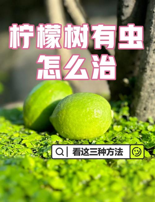 真要防虫害，按这三步来准没错
