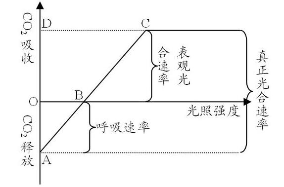 光合作用净光合速率与总光合速率关系示意图