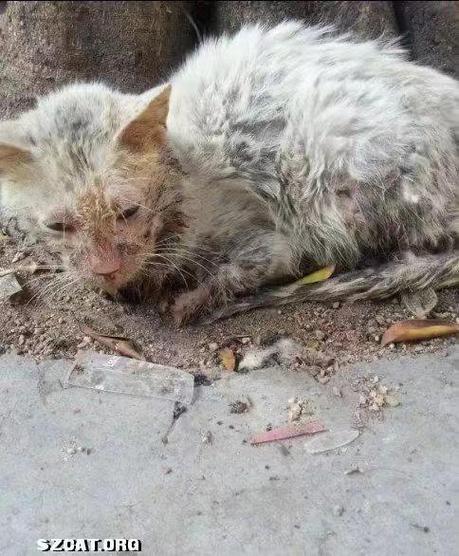 流浪猫狗都带毒？该防但别一刀切