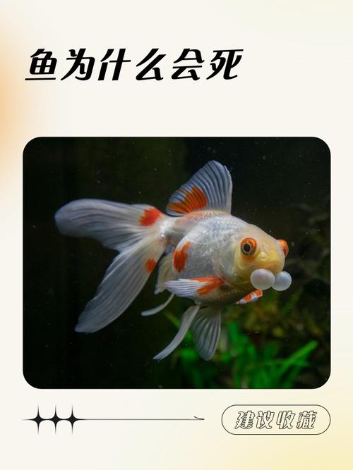 鱼在水里就不会淹死？错得离谱