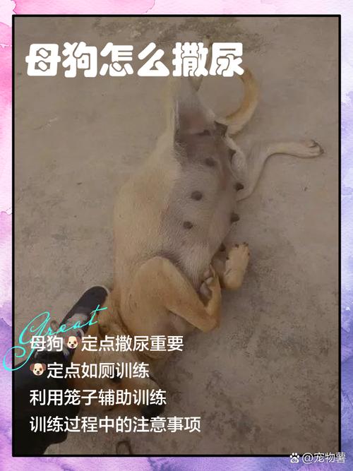 狗狗频繁蹲尿垫排尿示意图
