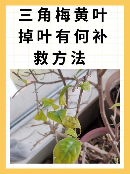 🍃 施肥也有讲究,别好心办坏事