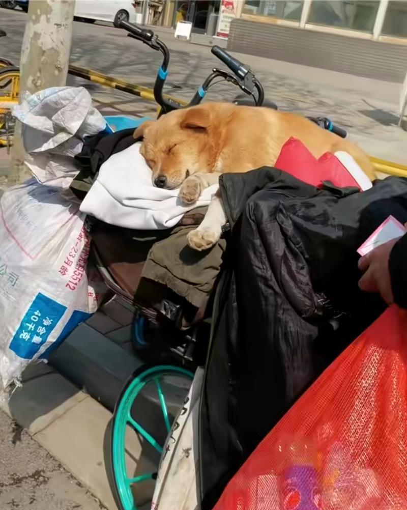 失主给捡回宠物的好心人支付狗粮成本的日常场景
