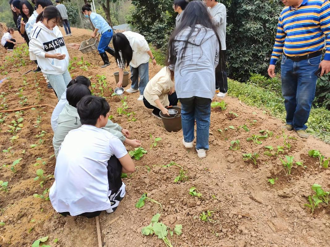 学生在学校劳动基地种植蔬菜