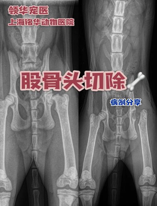 犬后腿股骨骨折外观示意图