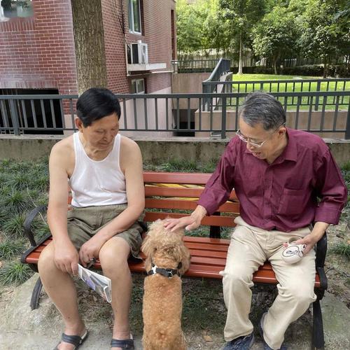 小区长椅上老人陪着老年京巴晒太阳的近景
