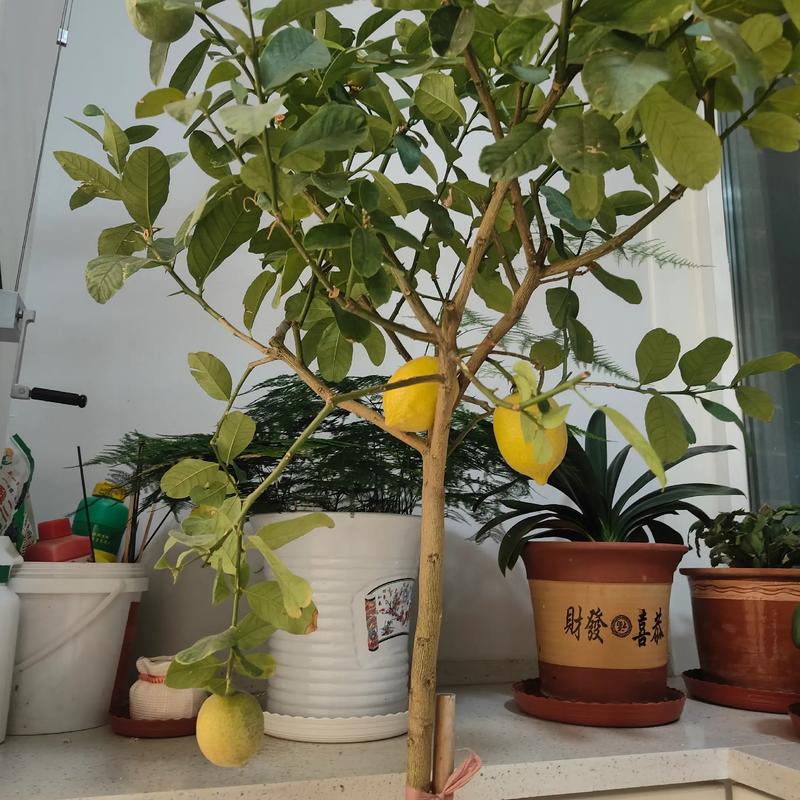 厨房窗台上半颗柠檬插松枝的自然居家角落