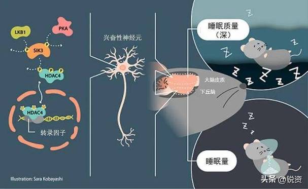 睡眠中大脑记忆巩固过程示意图