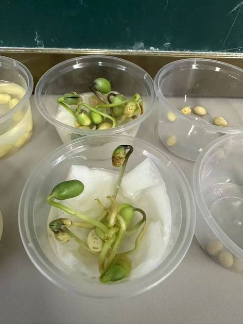 初中生物种子萌发对照实验装置图