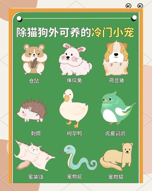 这些冷门细节，九成养宠人都忽略了
