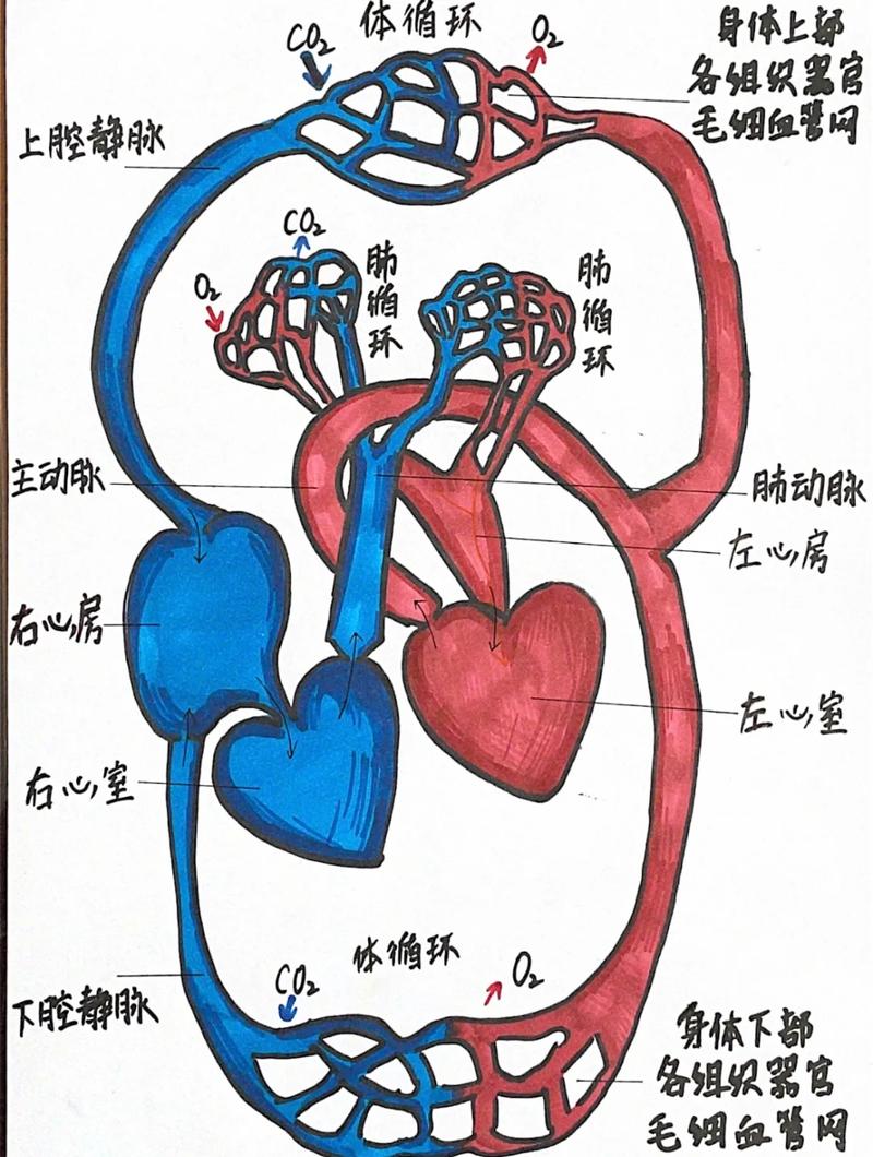 儿童手绘人体血液循环示意图