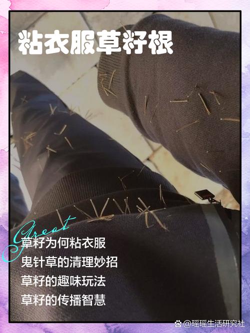 儿童牛仔裤上沾着鬼针草的特写