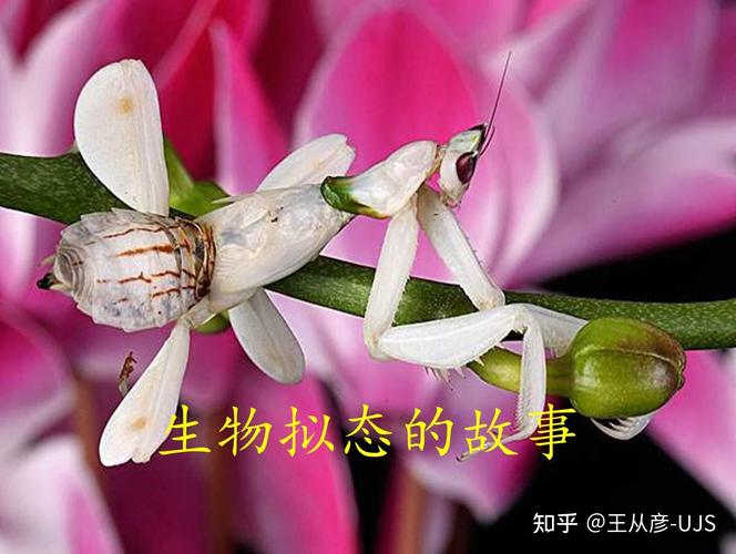高中生物保护色拟态警戒色实例对比图