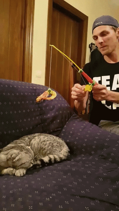 主人用逗猫棒与豹猫玩耍的场景