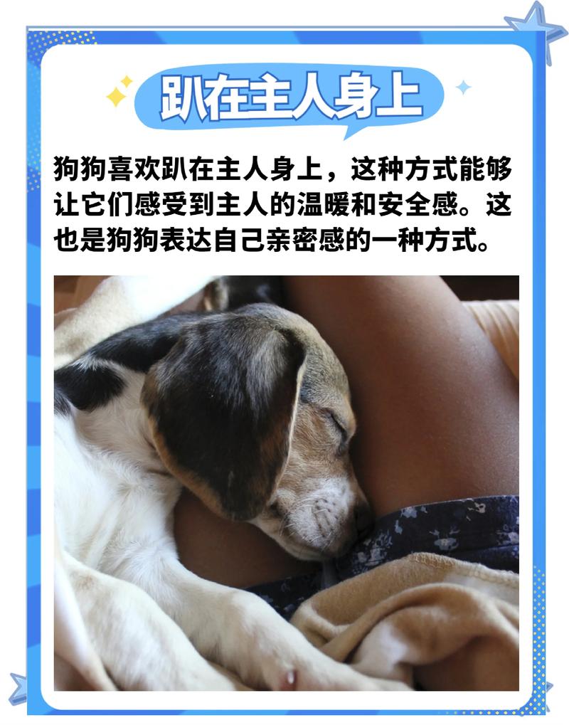 舒服,才是狗狗社交的第一准则