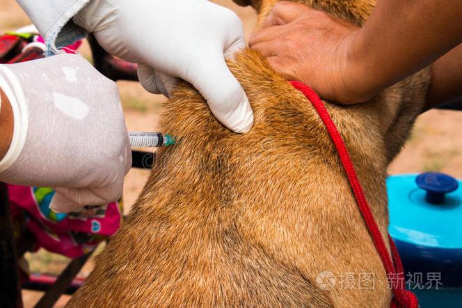 兽医给幼犬注射犬联疫苗操作图