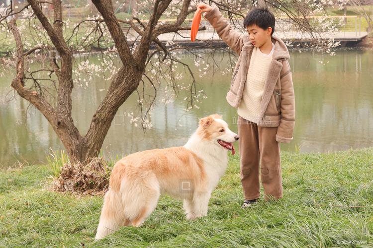 边境牧羊犬和小朋友在公园草地上玩耍