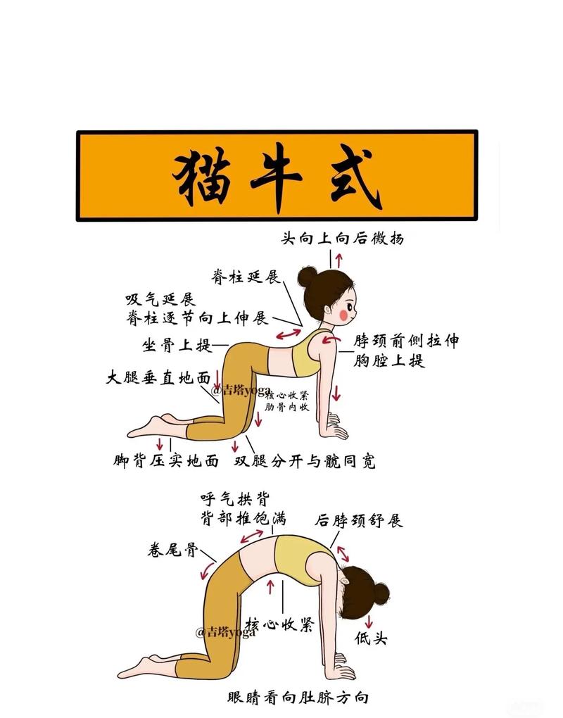 猫牛式拉伸动作示范