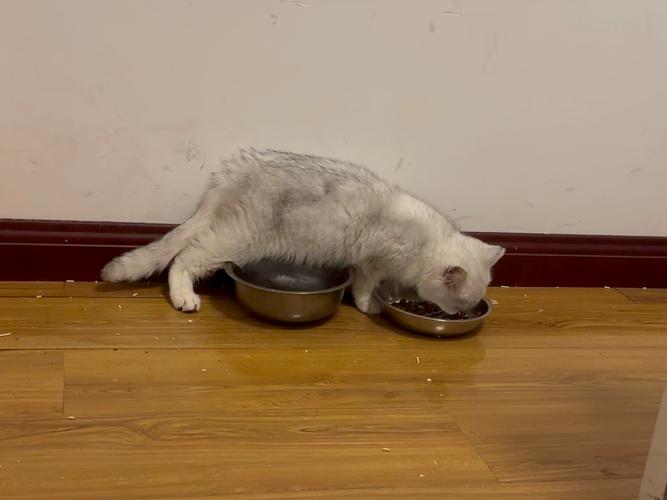 慢食碗里进食的短毛猫咪实拍