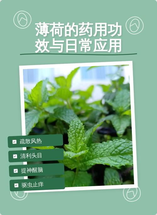 薄荷的药用价值，比你想的要多