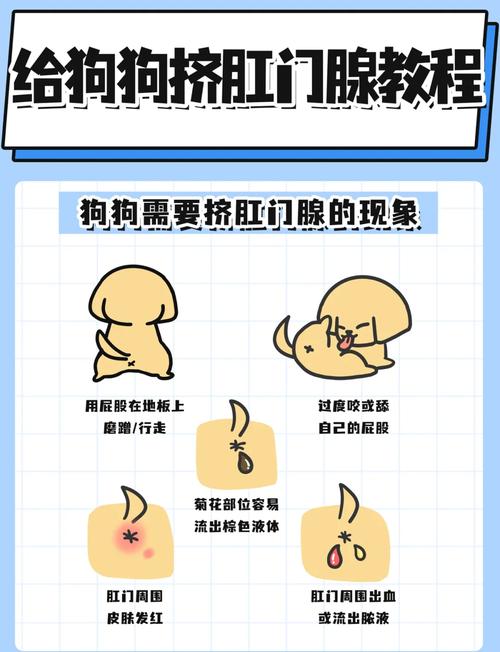 什么时候才需要真的处理肛门腺？