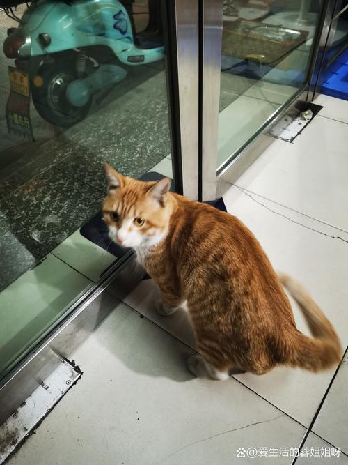 猫咪分离焦虑蹲在家门口等待主人图