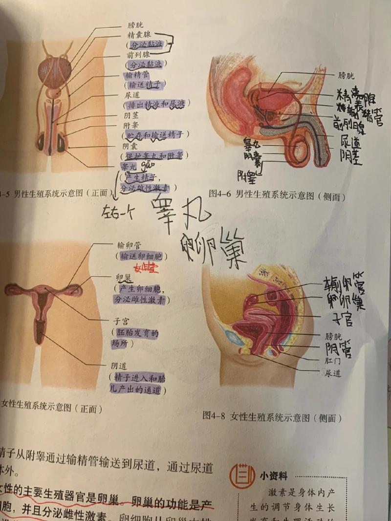 中学课堂上教师用模型讲解青春期生理变化图
