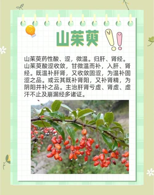 去看山茱萸,这些贴士收好