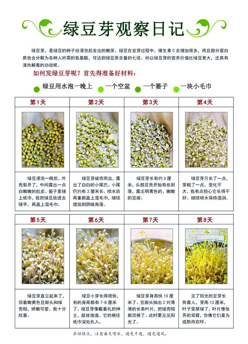 孩子用湿纸巾培育绿豆发芽每日记录示意图