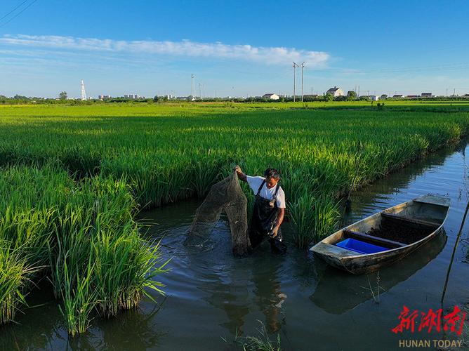 南漳清河管理区305省道旁稻虾田春景