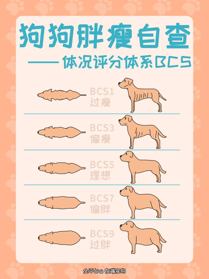 宠物狗狗身体条件评分BCS触摸肋骨图示