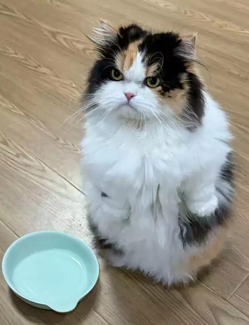 猫咪歪头闻空猫粮碗实拍