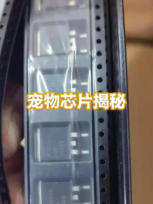 宠物微芯片与生米粒大小对比图