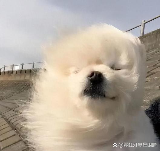 被风口晃晕的人,迟早要还的