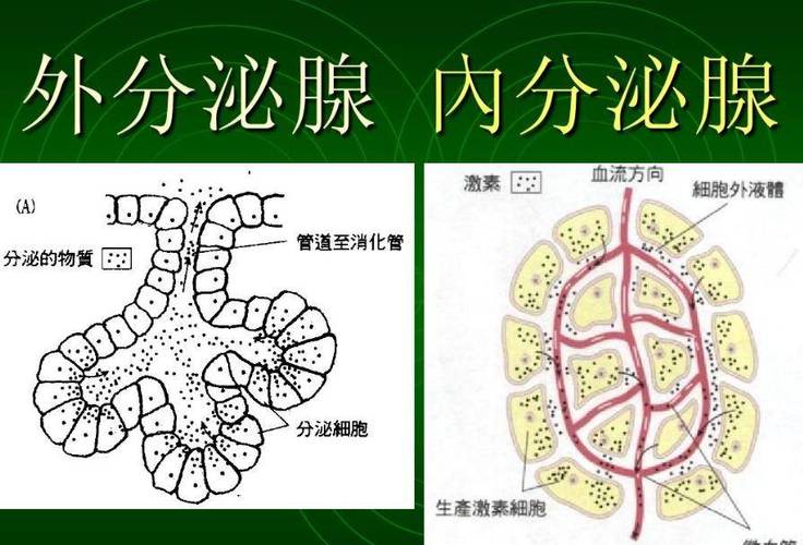 高中生物对比学习内分泌腺外分泌腺结构示意图