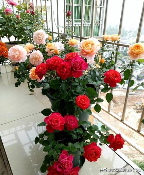 露台花园给月季埋发酵羊粪施肥场景