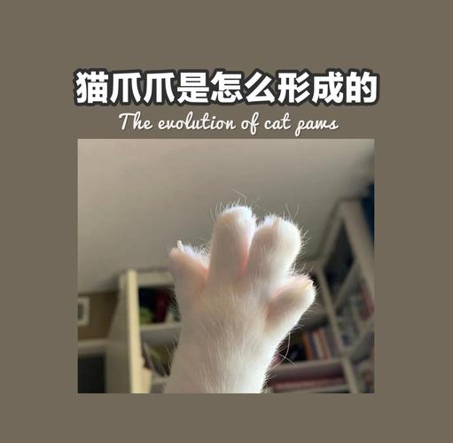 猫咪前爪悬趾位置特写