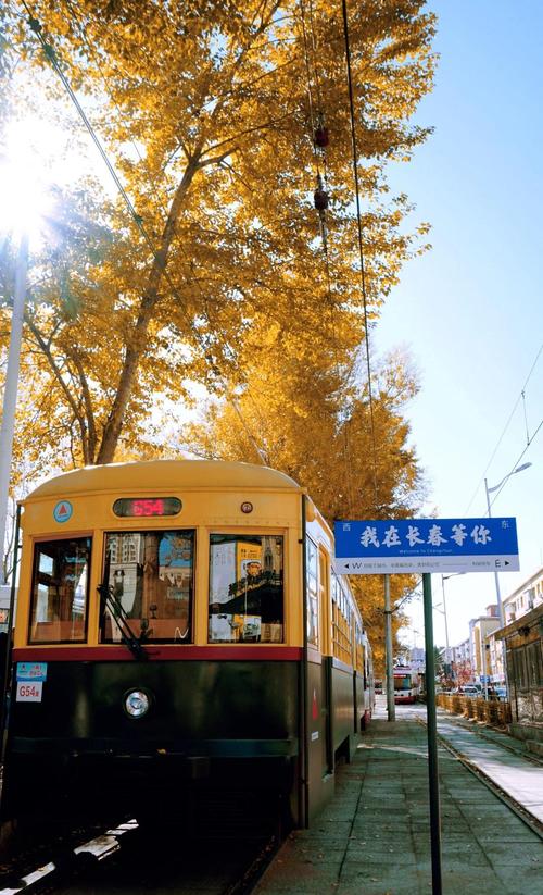 长春秋日54路电车沿线梧桐道