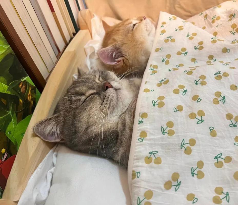 多宠家庭两只猫同窝睡觉实拍