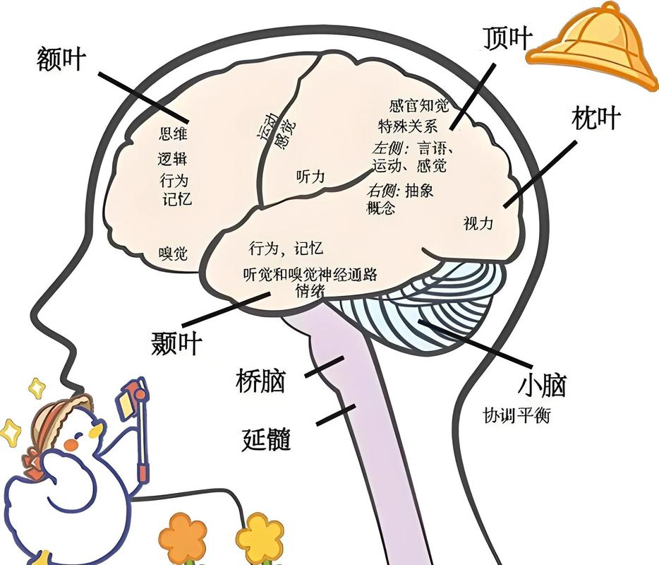 儿童大脑网状记忆结构示意图