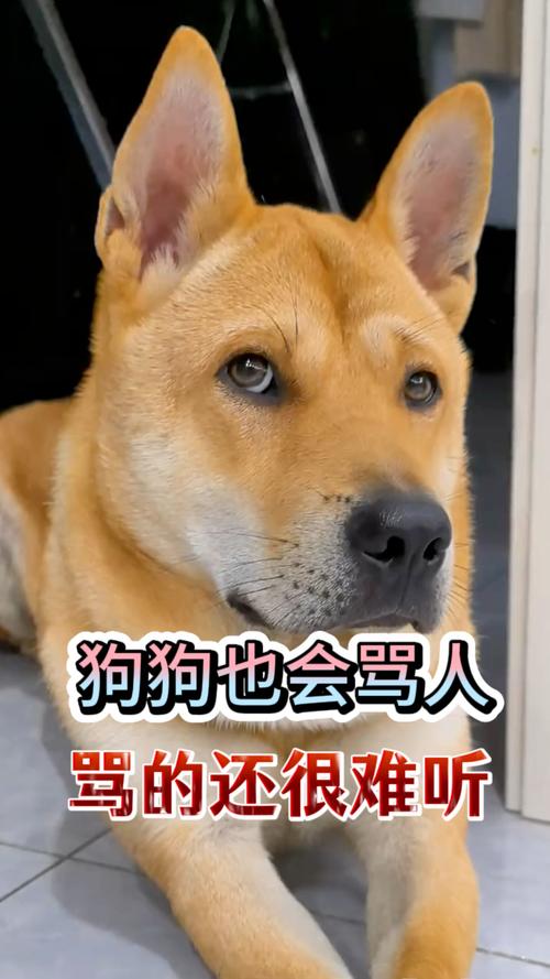 打骂能训好狗?你想多了