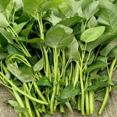 夏季菜园带露水新鲜空心菜图