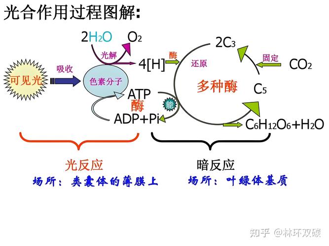 食品工业慢消化淀粉交联反应流程图示意